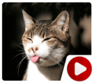 Are You Talking To Me? Tough Cats Compilation 
