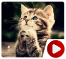 Cat Praying For Food