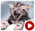 Funniest Cat Videos of 2015