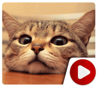 Just A Bunch Of Curious Cats! 