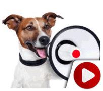 Meet Mr. Pebbles The Talking Dog