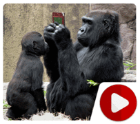 Some Crazy Funny Weird Cute Gorrila Behavior Compilation